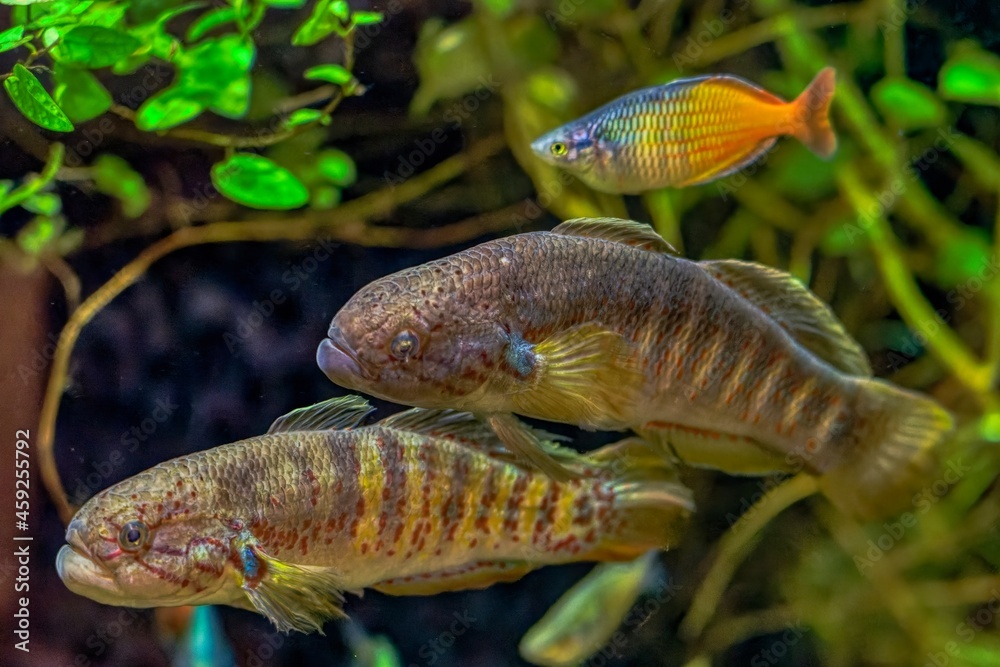 Obraz premium fish in aquarium