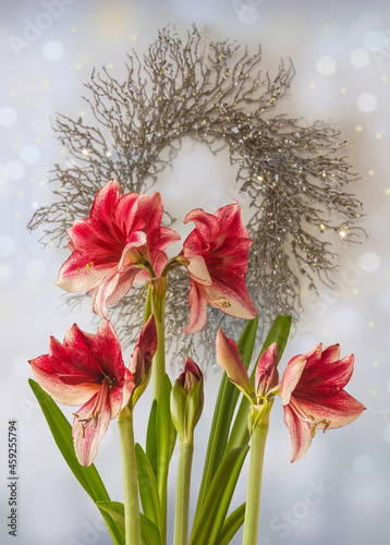 Dark purple Hippeastrum (amaryllis)  