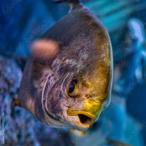 fish in aquarium