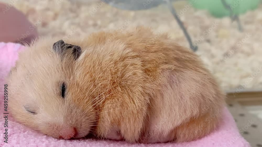 Syrian hamster sleeps, shakes, wakes up and falls asleep again, close-up Syrian hamster sleeps, shakes, wakes up and falls asleep again, close-up