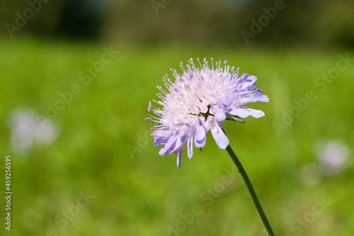 Field scabious (BOT: Knautia arvensis, German: Acker-Witwenblume)