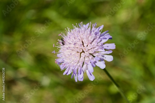 Field scabious (BOT: Knautia arvensis, German: Acker-Witwenblume)