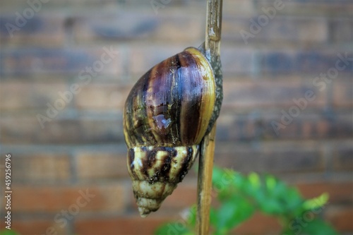 the snail is on the bamboo photo