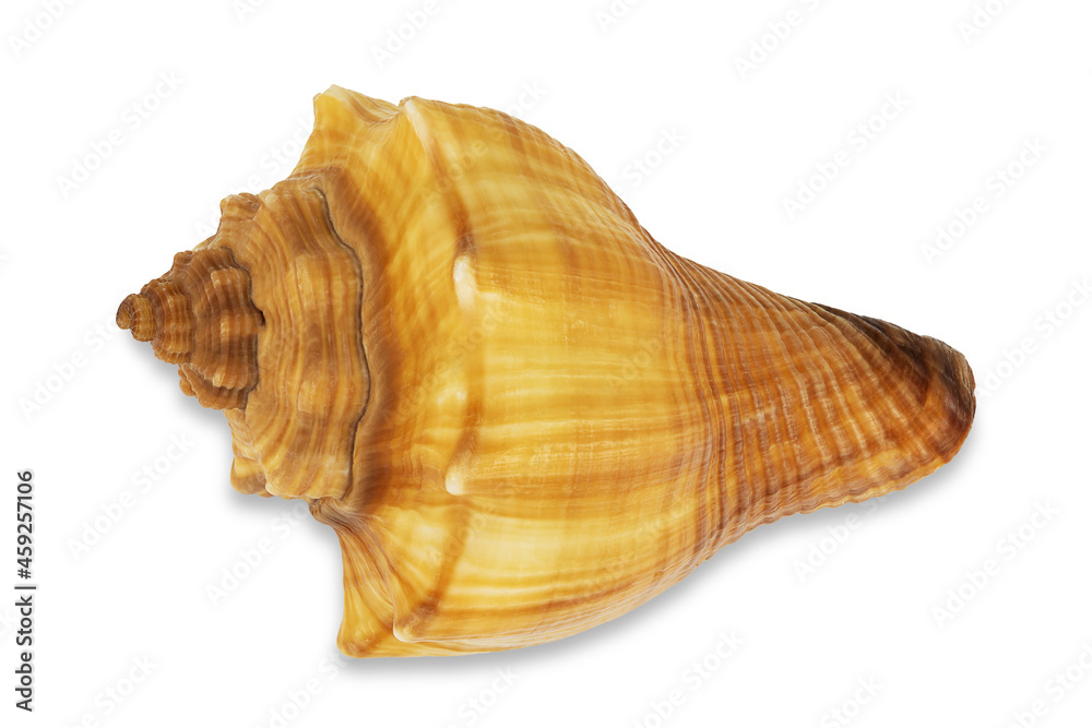 Red conch shell on white background with clipping path Red conch shell on white background with clipping path