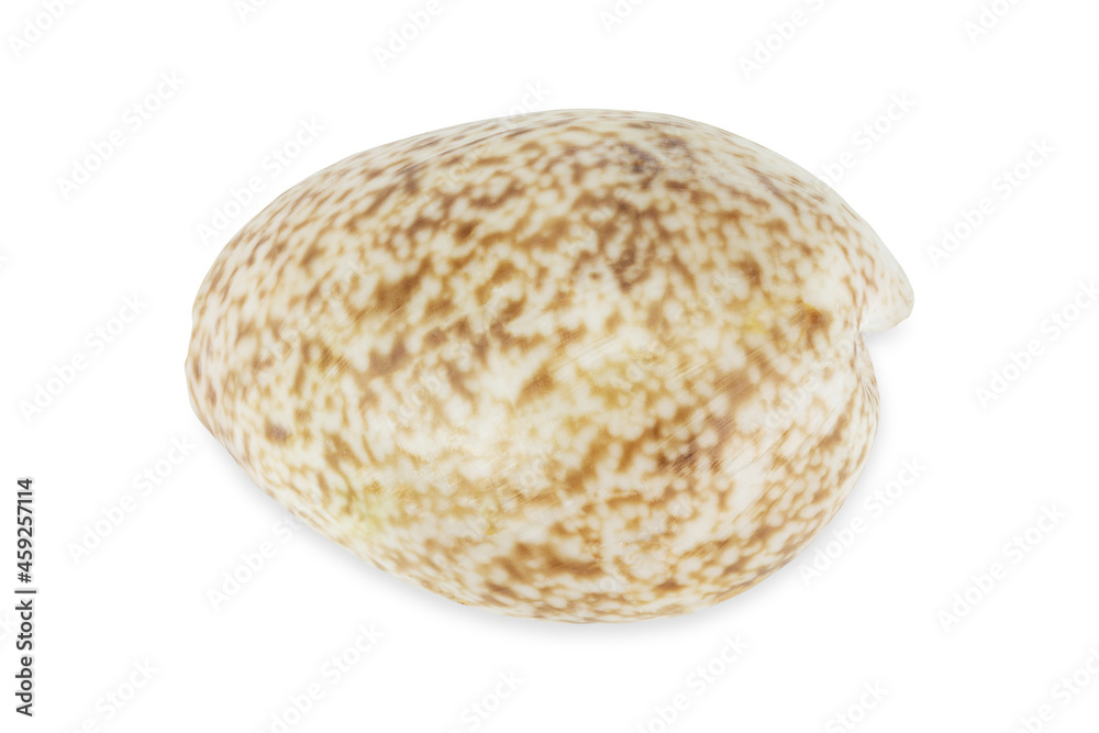 White dotted on brown shell on white background with clipping path White dotted on brown shell on white background with clipping path