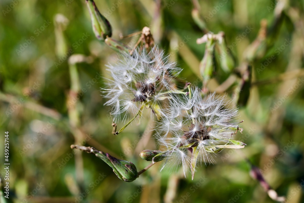 Dandelion (BOT: Taraxacum, German: Loewenzahn) Dandelion (BOT: Taraxacum, German: Loewenzahn)