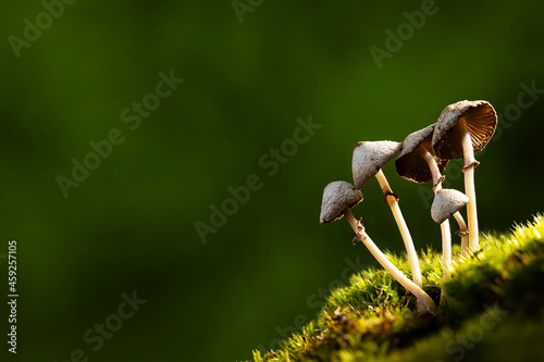 Forest mushrooms on blurred green nature background