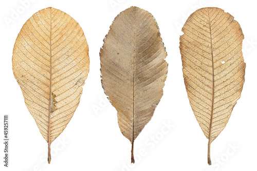 Dirty grunge dry leaves on white background with clipping path