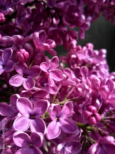 close up of blooming pink trees © Oksana
