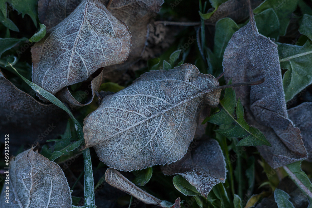 Frozen autumn leaves in the garden. Autumn colors. Frosts.