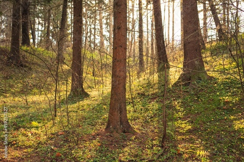 Autumn colors. Autumn forest in the sun.