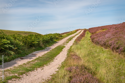 Track through the flowering heather  on the north side of Little Humblemoor hill in the Scottish Borders, UK 