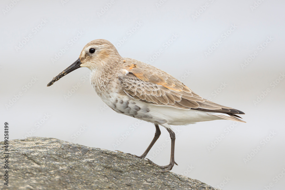 Dunlin from Siberia to Hachinohe, Japan Dunlin from Siberia to Hachinohe, Japan