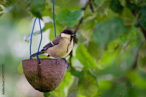 Parus major in the garden at feeder from coconut