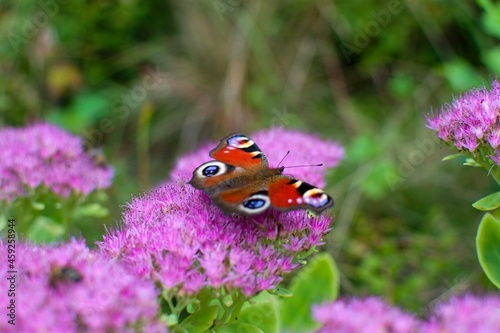 Detail, Inachis io on Hylotelephium telephium for sucks nectar in the autumn