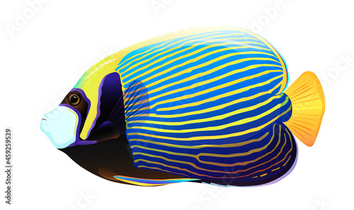 Colorful yellow and blue angelfish isolated on white background. Concept of beautiful nature animal. Vector illustration