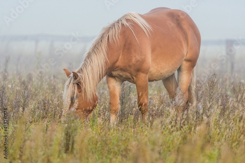 horse in the fog 