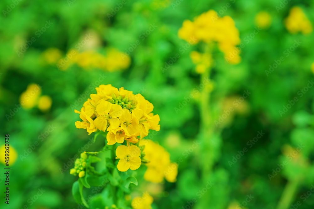 緑の畑に咲く黄色い花 緑の畑に咲く黄色い花