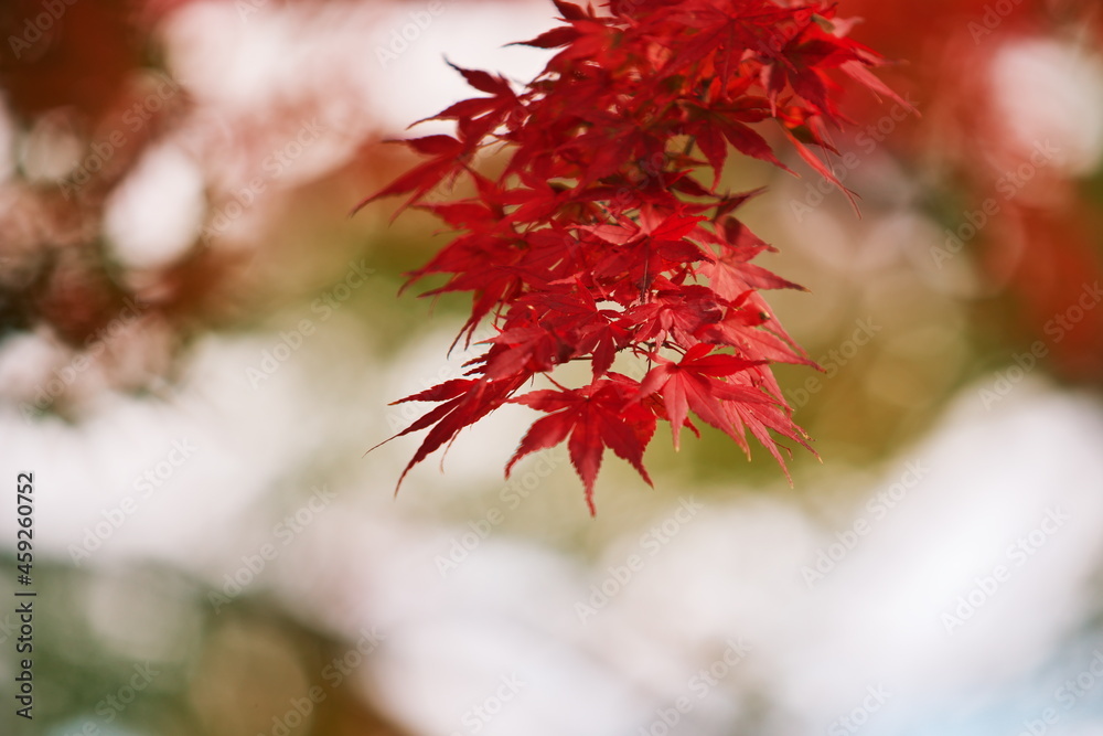 紅葉が輝く秋 紅葉が輝く秋