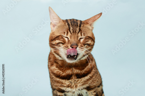 Funny Spotted Bengal kitten with beautiful big eyes. Lovely fluffy cat licking lips. Free space for text.