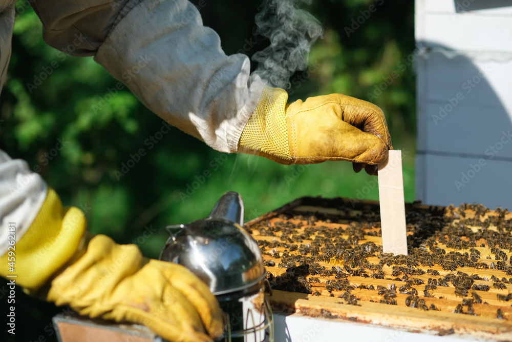 Foto de Varroa mite control. Varroa destructor. How to treat bees from