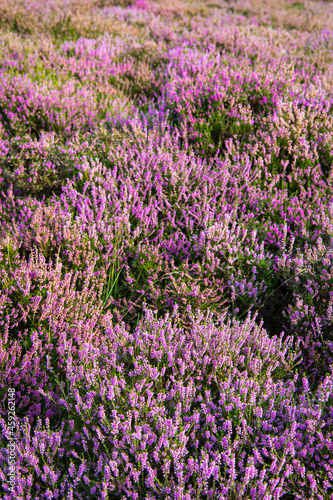 Common Heather (Calluna vulgaris) with the purple flowers in bloom