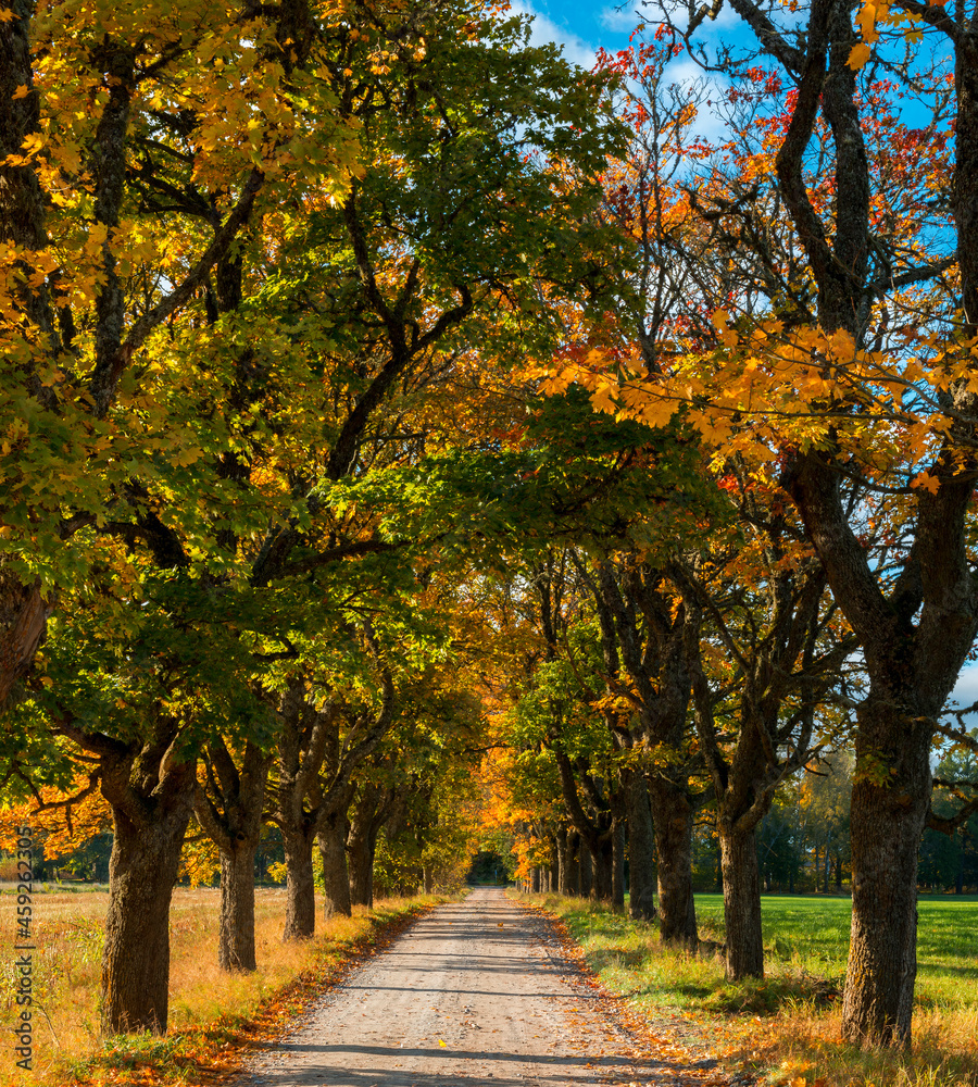 Autumnal landscape with countryside gravel road among old oak tress