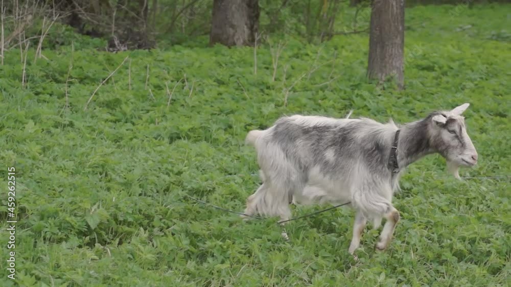 Spring. A goat grazes in a meadow on a warm May day. Spring. A goat grazes in a meadow on a warm May day.