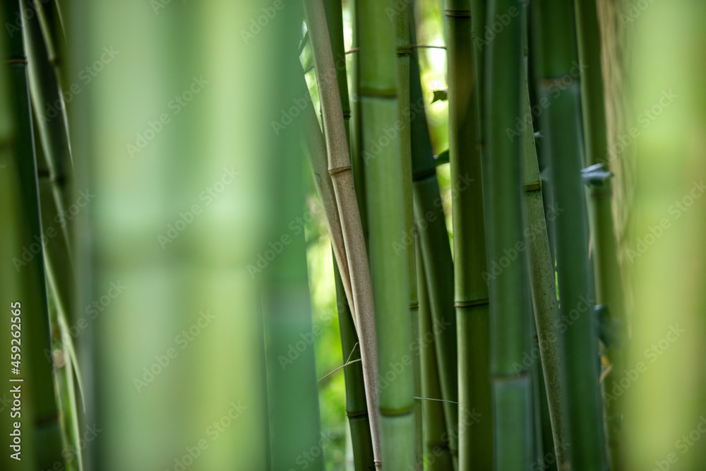 Obraz premium bamboo