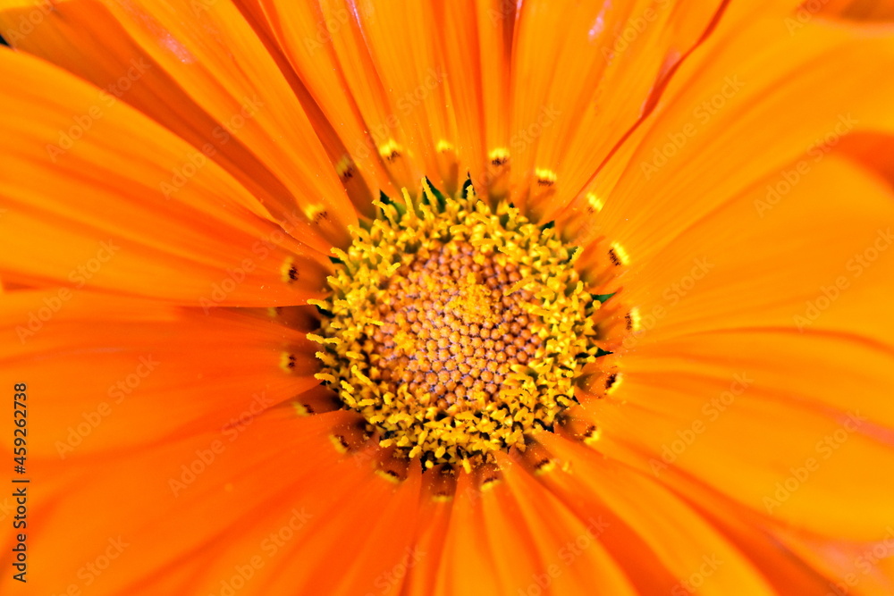 Nahaufnahme einer Gazanienblüte Nahaufnahme einer Gazanienblüte