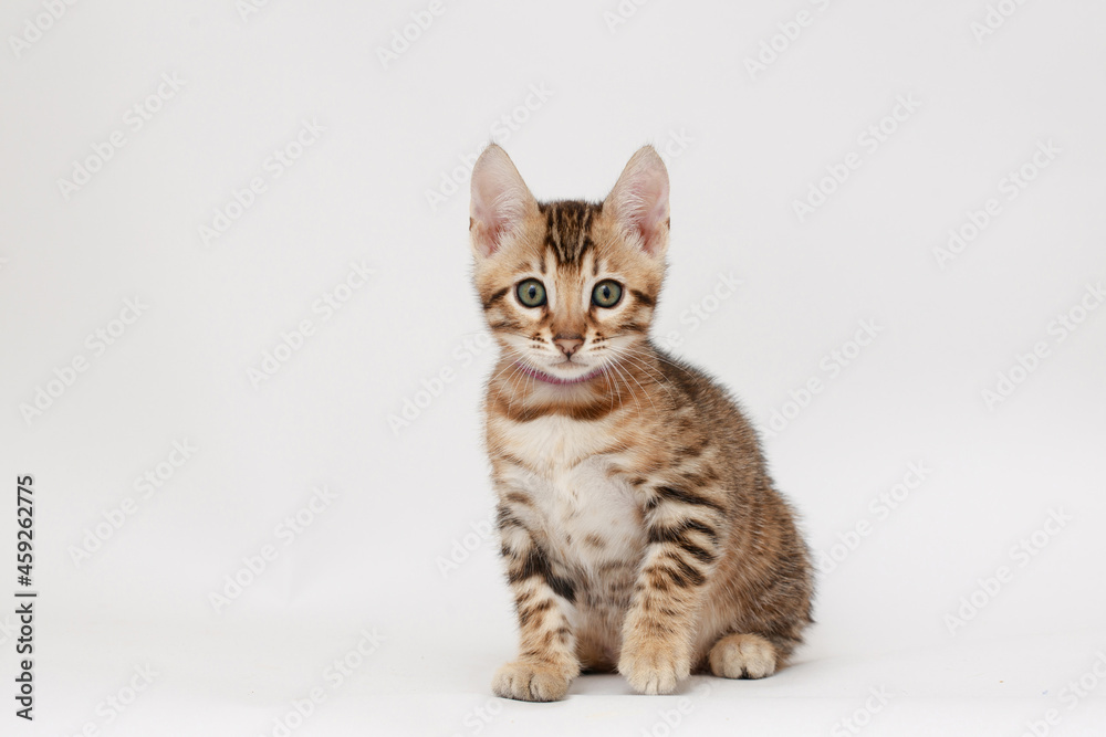 Funny Spotted Bengal kitten with beautiful big green eyes. Lovely fluffy playful cat. Free space for text.