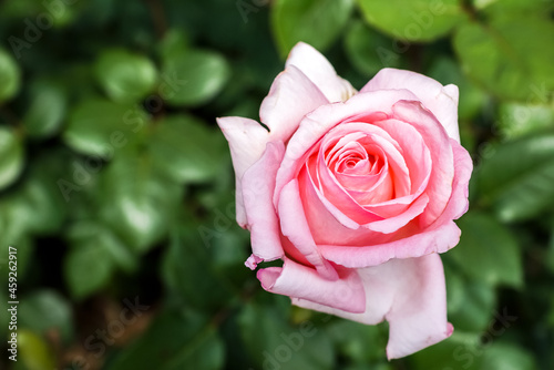 Rosa Rose 