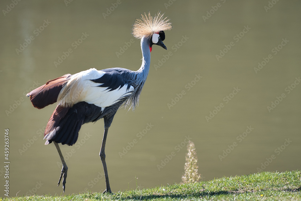 Obraz premium Grue Couronnée
