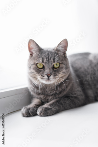 A gray tabby cat lies on a windowsill in bright daylight