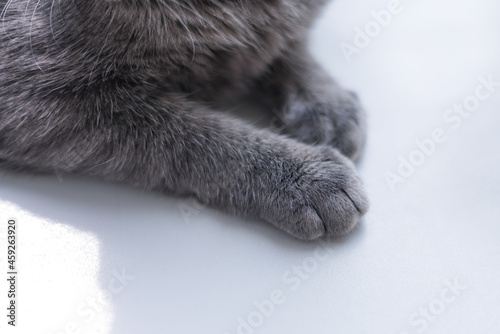Fluffy paws of a gray cat on a white background, close-up