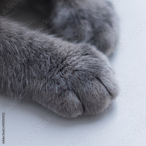 close up of a cat paws