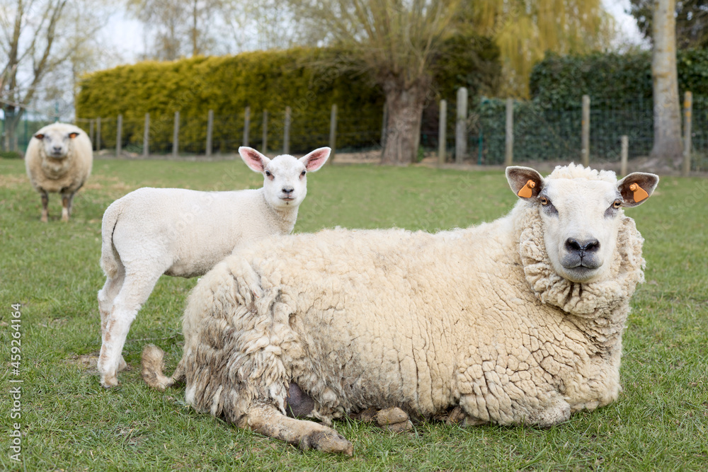 White sheep with lamb