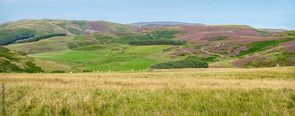 Panorama of the hills above the Capehope valley in the Scottish Borders