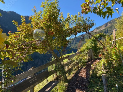 Rose Garden Uhrerhof (The highest rose garden in Europe) or Rosarium Uhrerhof (Höchstgelegener Rosengarten Europas) or Roseto Ortisei - South Tyrol, Italy (Südtirol, Italien) photo