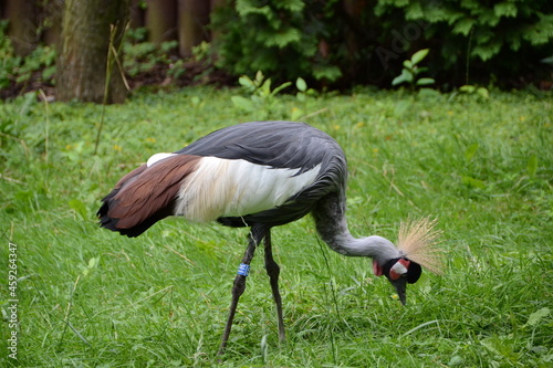 grey crowned crane 2 #459264347