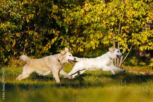 Photography Adult and young golden retrievers having fun running with each other in the autumn park against the background of yellow trees