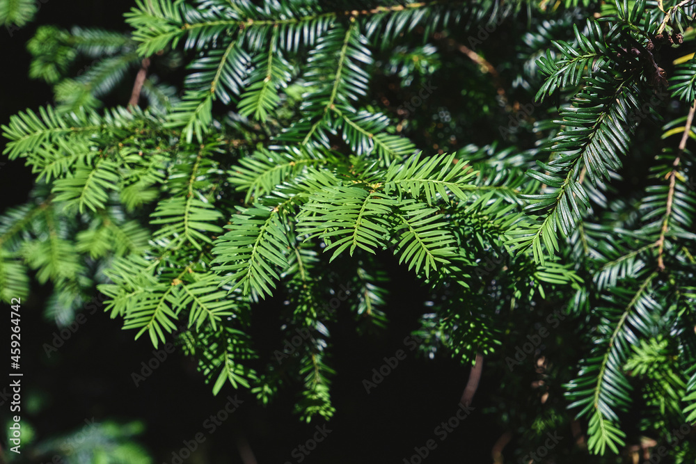 Yew evergreen poisonous foliage