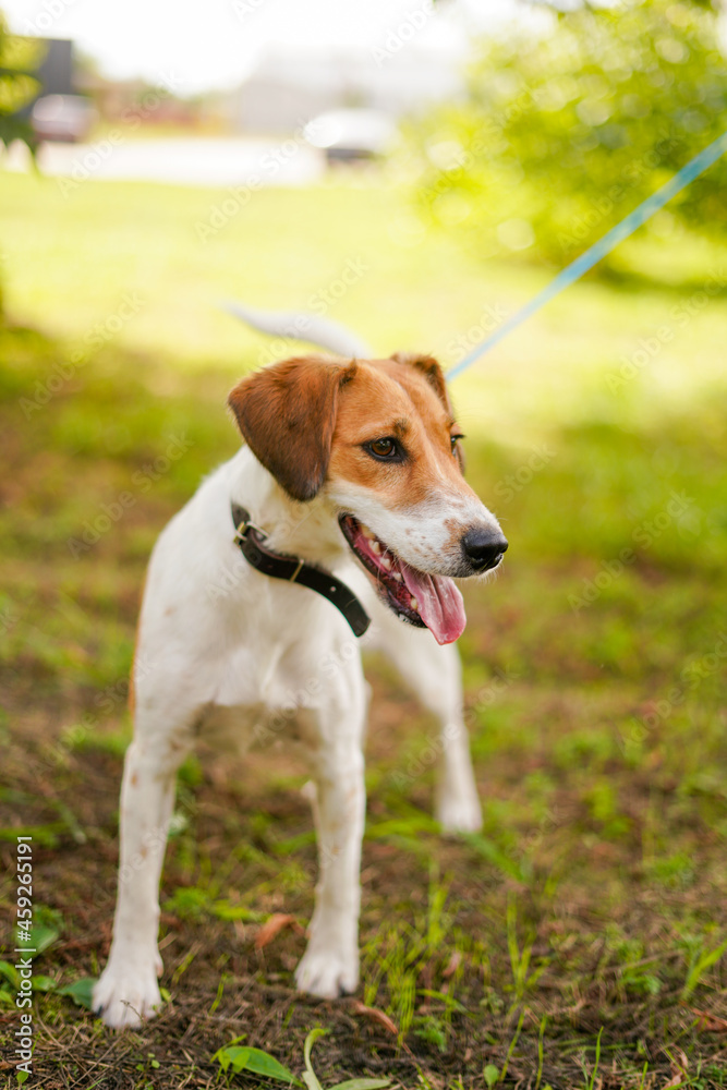 jack russell terrier dog