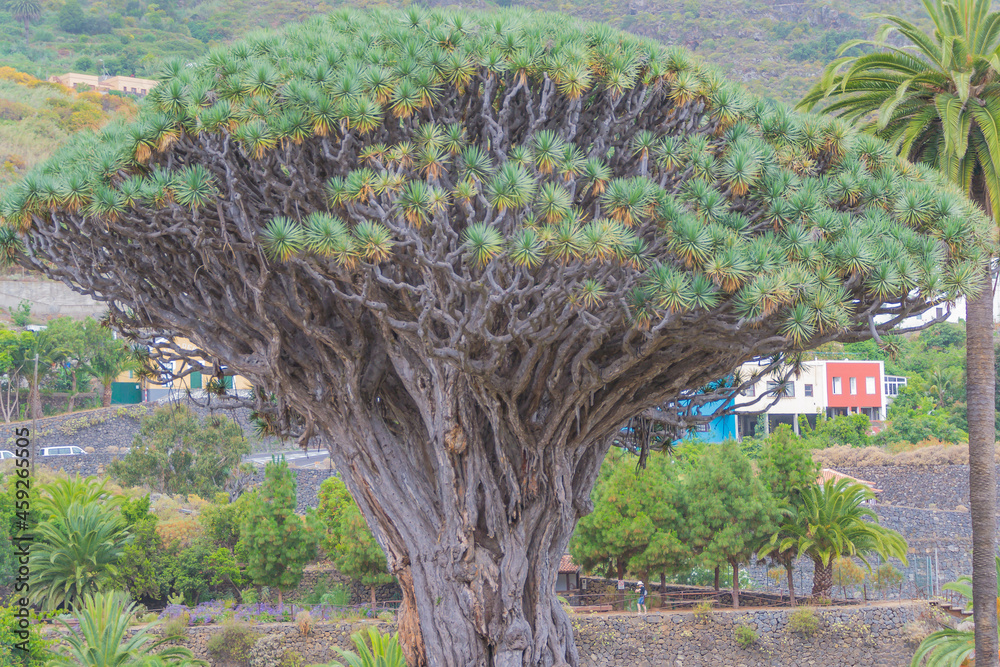 Naklejka premium View of the millenary dragon tree in the village of Icod de lo