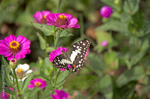 Butterfly and pink flower fields