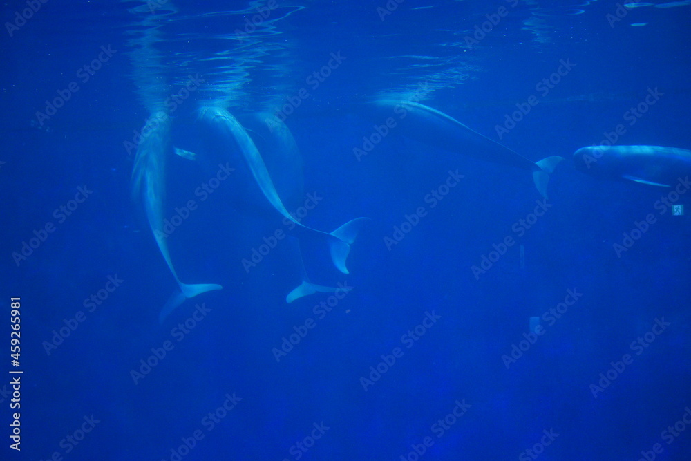 Fototapeta premium 水族館の動物