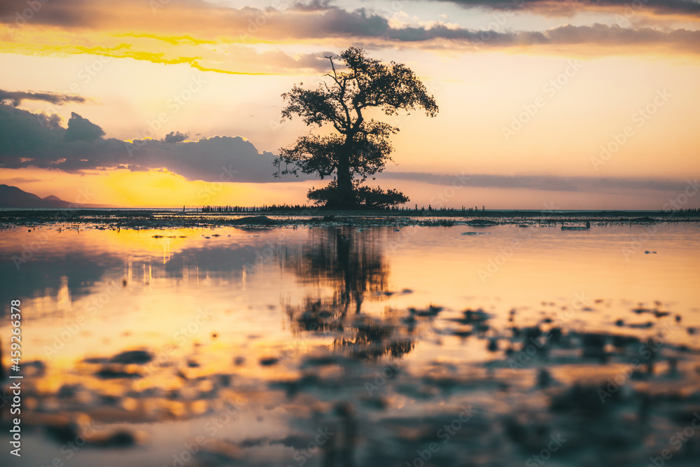The tree in the water and the reflection Cork tree, mangrove apple, Lampu tree on seashore during sunset at Ai Lemak Beach, Sumbawa, Indonesia The tree in the water and the reflection Cork tree, mangrove apple, Lampu tree on seashore during sunset at Ai Lemak Beach, Sumbawa, Indonesia