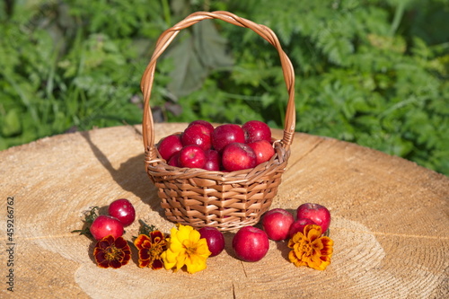 Red apples ranet in a basket and marigolds on a stump photo