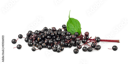Elderberry isolated on a white background