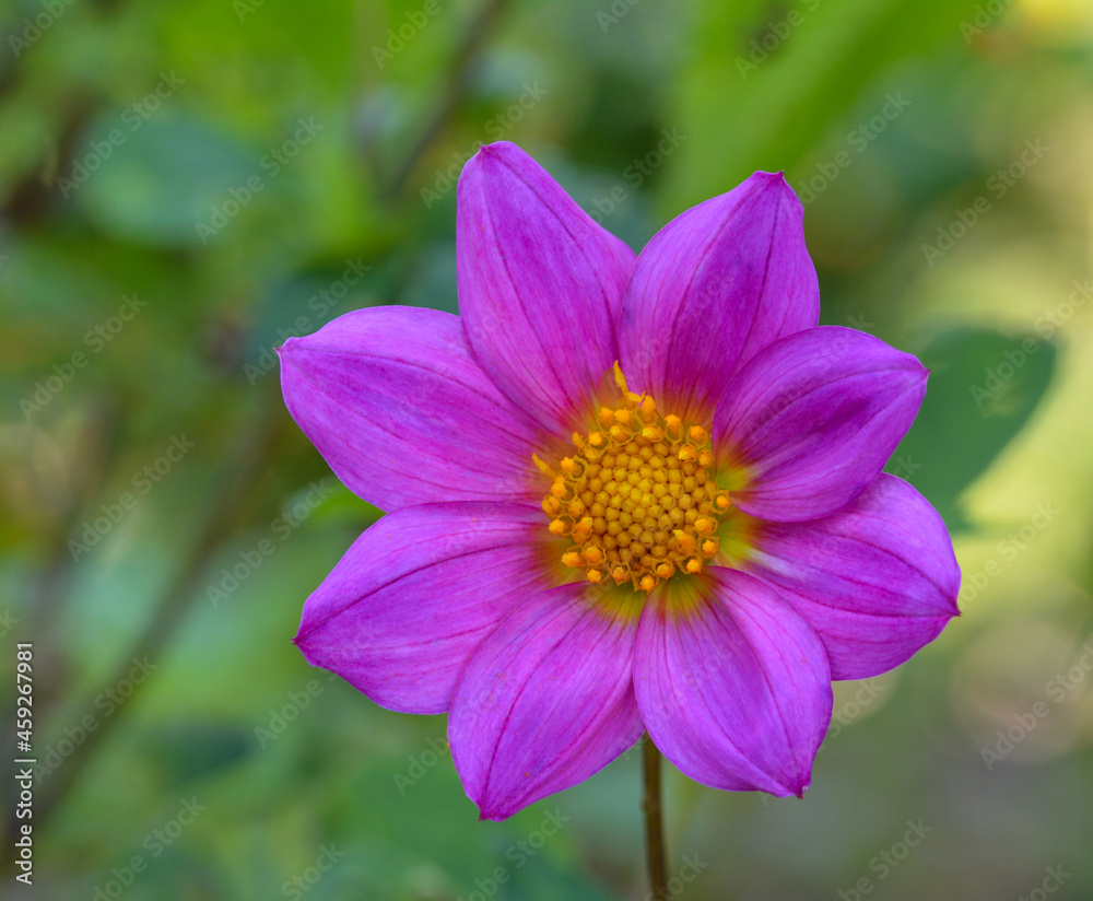 Fototapeta premium Dahlia